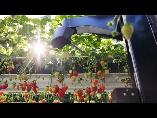 Official product-video thumbnail showing Tortuga Model F/G harvesting robots.